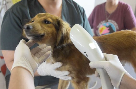 INBA alcanzó cifra inédita de chipeo y castración de perros, y se propone superarla