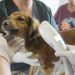 INBA alcanzó cifra inédita de chipeo y castración de perros, y se propone superarla