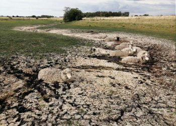 Intendencia posterga el vencimiento de la primera cuota de contribución rural