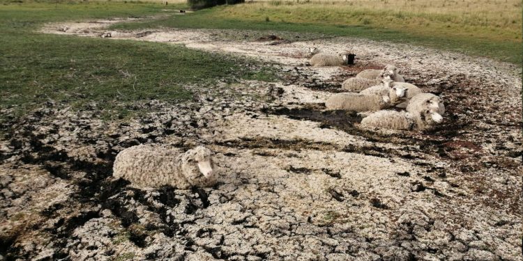 Intendencia posterga el vencimiento de la primera cuota de contribución rural