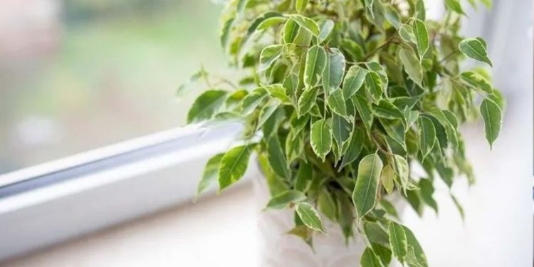 Las cuatro especies de plantas más indicadas para decorar tu habitación