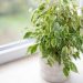 Las cuatro especies de plantas más indicadas para decorar tu habitación