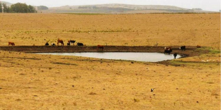Ganadería promueve seguros agrícolas con subsidios ante emergencia climática