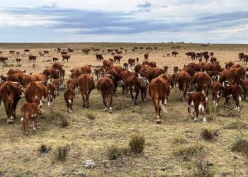 Avicultura y apicultura se suman a la emergencia agropecuaria que se extendió hasta abril