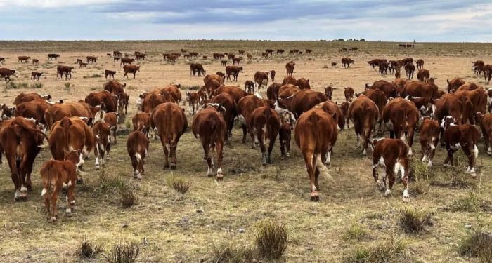 Avicultura y apicultura se suman a la emergencia agropecuaria que se extendió hasta abril