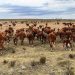 Avicultura y apicultura se suman a la emergencia agropecuaria que se extendió hasta abril