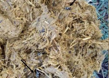 Alertan por mortandad de rumiantes por el escarabajo «Siete de oro»