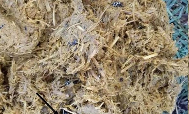 Alertan por mortandad de rumiantes por el escarabajo «Siete de oro»