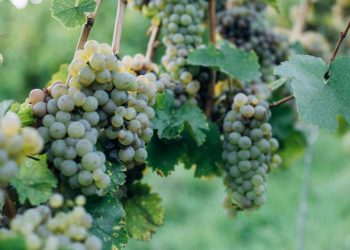 Los beneficios de comer uvas