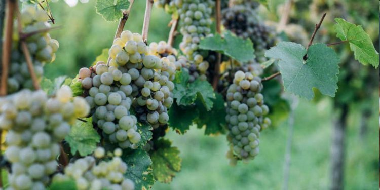 Los beneficios de comer uvas