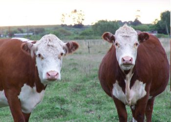 El mercado del gordo se afirma y las vacas pesadas llegan hasta US$ 3,35