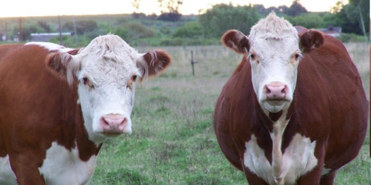 El mercado del gordo se afirma y las vacas pesadas llegan hasta US$ 3,35