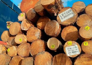 Lumin finalizó el mes de enero con un tercer buque de trozas de pino, con destino China