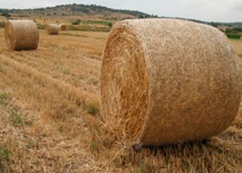 Gabinete Productivo descartó distribución directa de raciones y semillas