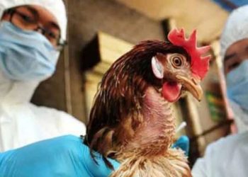 MGAP declara emergencia sanitaria por presencia de Influenza Aviar en Uruguay