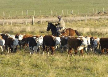 Marfrig y el Instituto Plan Agropecuario extienden relaciones en 2023
