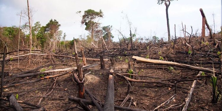 Deforestación, erosión del suelo y escasez de agua amenazan a América Latina