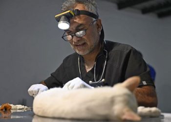 Gobierno decretó la obligatoriedad de esterilización de perros y gatos