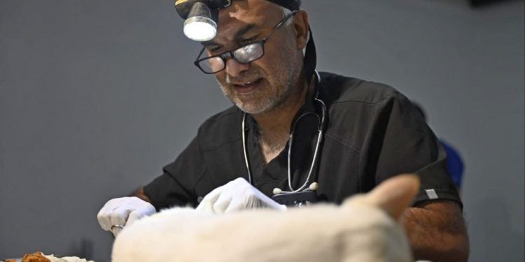 Gobierno decretó la obligatoriedad de esterilización de perros y gatos