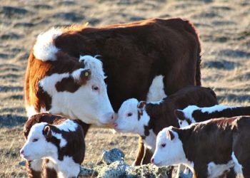 La importancia del otoño en el manejo del rodeo de cría