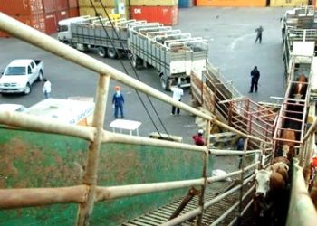 Marruecos habilitó el ingreso de ganado en pie desde Uruguay