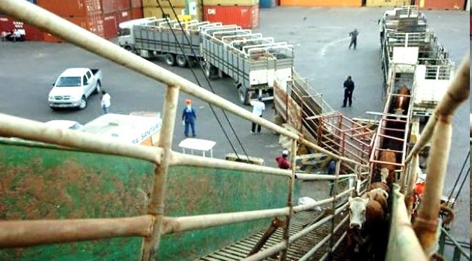 Marruecos habilitó el ingreso de ganado en pie desde Uruguay