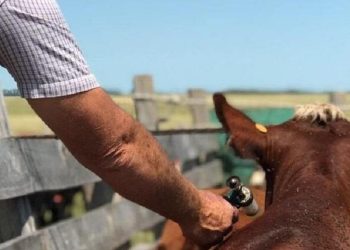 Desde el 15 de marzo se deberá vacunar contra la fiebre aftosa a todas las categorías de bovinos