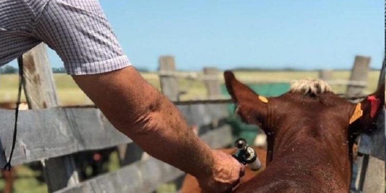 Desde el 15 de marzo se deberá vacunar contra la fiebre aftosa a todas las categorías de bovinos