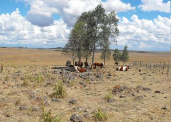 Senado votó prórroga de vencimientos en los aportes de BPS para el sector rural