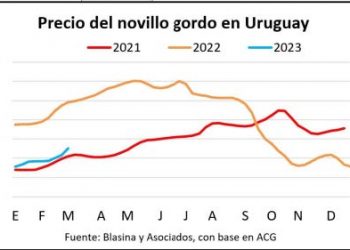 Novillo firme camina hacia los US$ 4