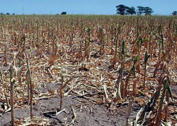 Analizan otras medidas en apoyo al agro