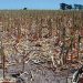 Analizan otras medidas en apoyo al agro