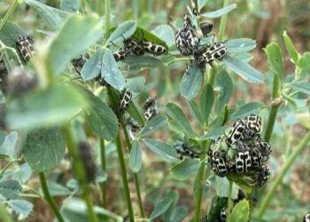 Confirmado: el escarabajo Siete de Oro es tóxico