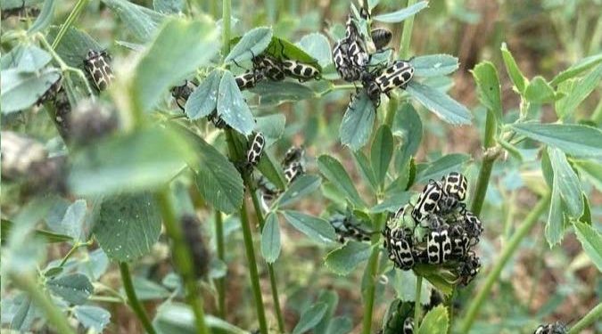 Confirmado: el escarabajo Siete de Oro es tóxico