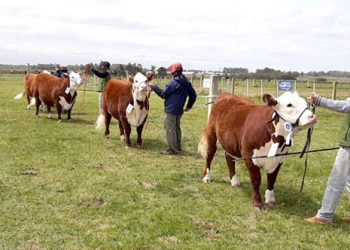 La Nacional Hereford será en Salto los días 19 y 20 de mayo