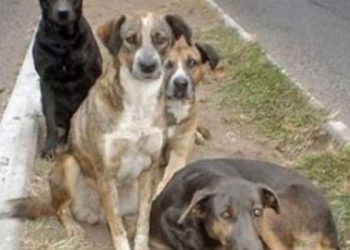 En Rivera detectaron 19 perros con leishmaniasis; investigan por más casos
