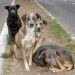 En Rivera detectaron 19 perros con leishmaniasis; investigan por más casos