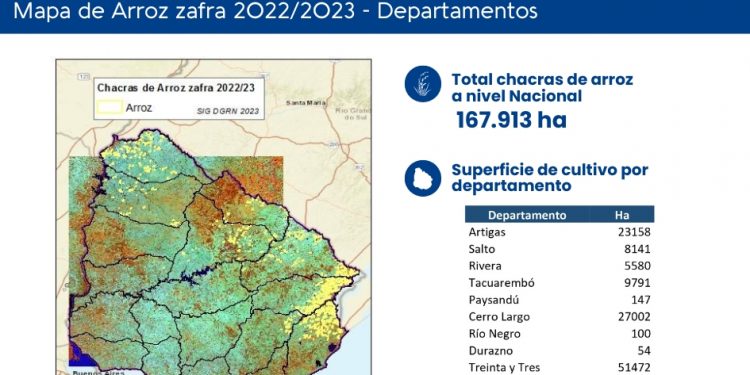 El arroz camino a una zafra récord de productividad