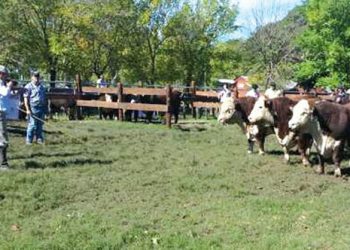 Entre viernes y sábado se realiza la 5ª Nacional Hereford en Salto