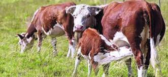 Faena saltó 26%, superó las 50 mil cabezas, y fue la más abultada desde febrero