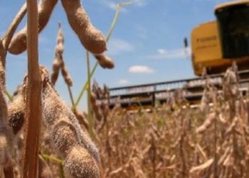 Avanza la cosecha de soja con rendimientos dispares y algunos problemas de calidad irregular