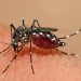 En el país hay 70 casos de chikungunya; y 29 con virus de dengue