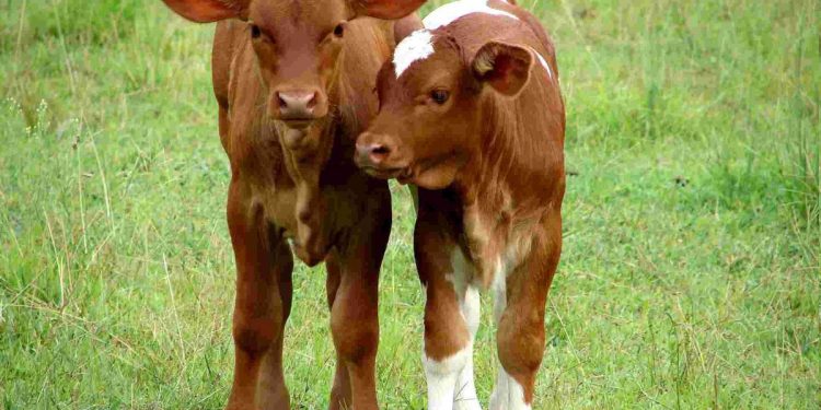 Desde el 15 de junio vacunan contra aftosa a bovinos menores de 2 años